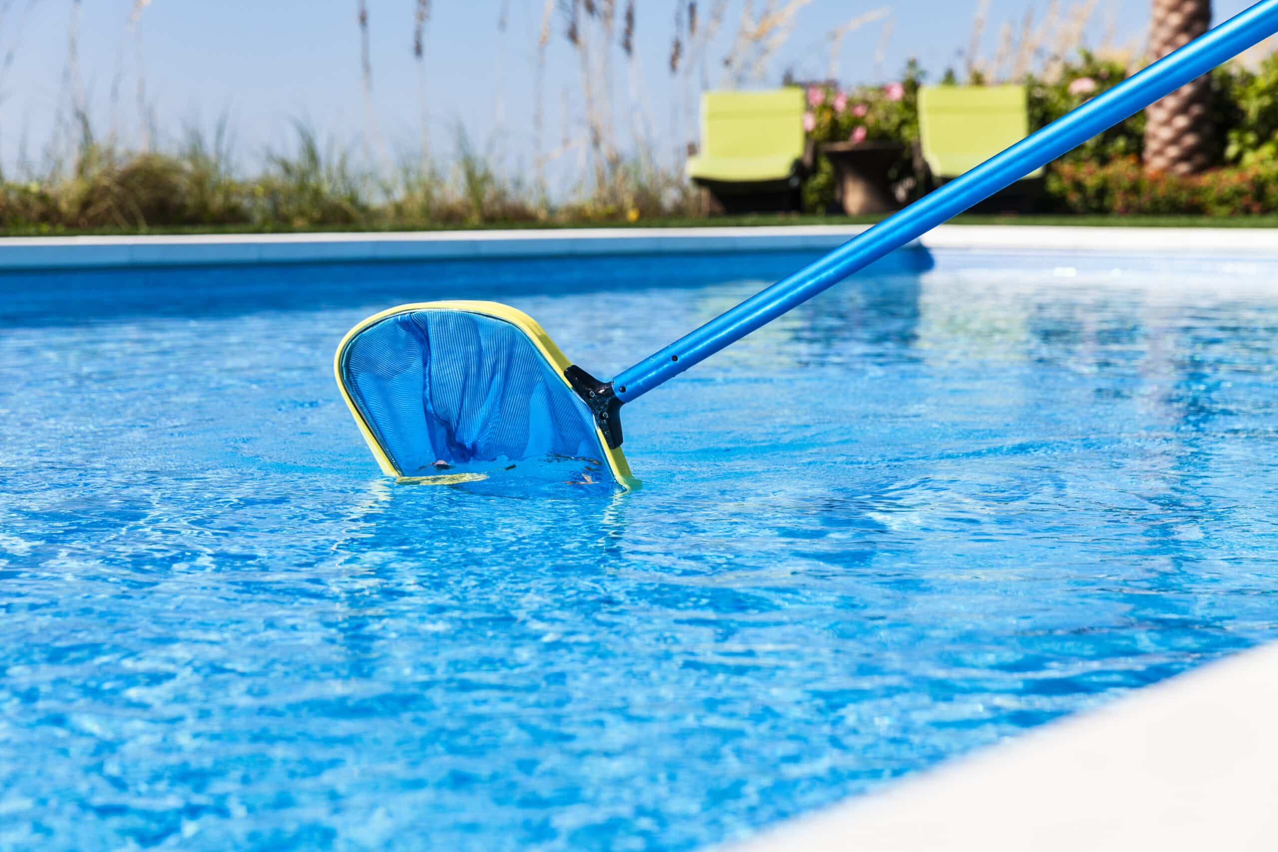 leaves being gathered in a skimmer net found in a swimming pool